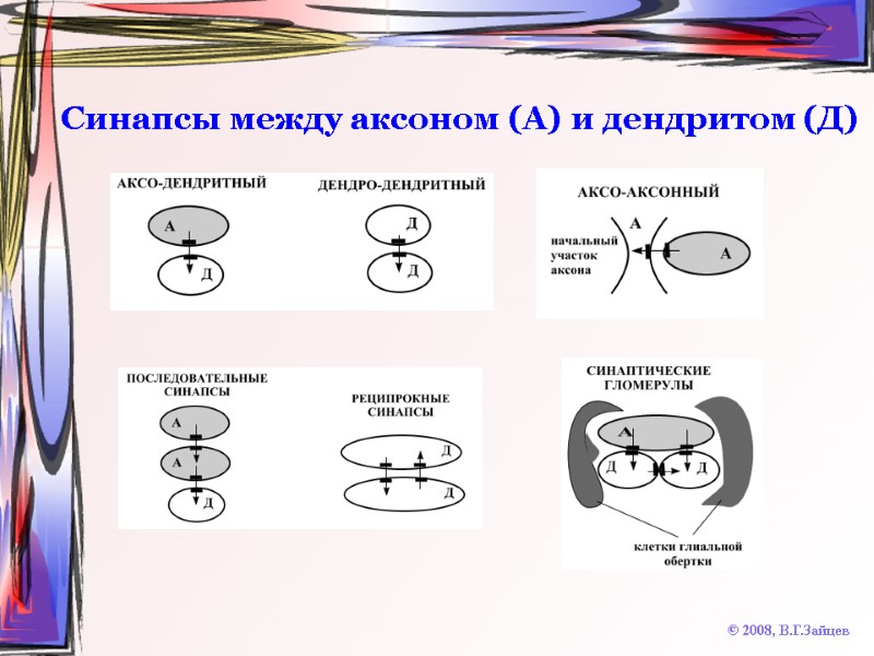 Синапсы между аксоном (А) и дендритом (Д) © 2008, В.Г.Зайцев